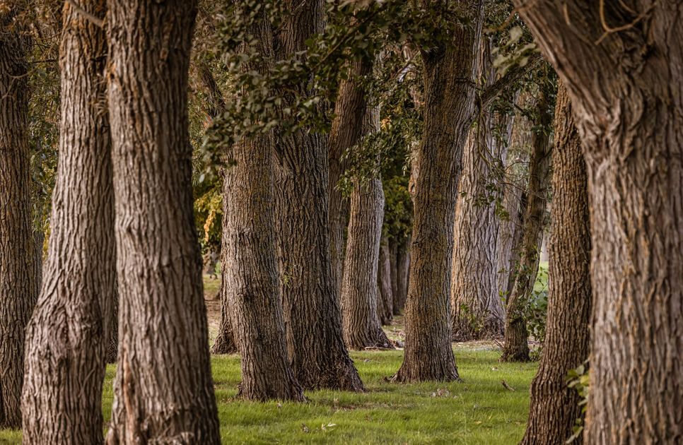 Municipio de Samborondón y estudiantes del IPAC realizan jornada de reforestación
