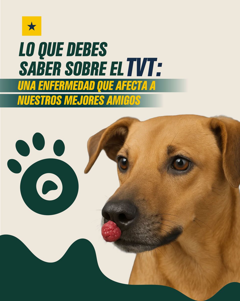 Samborondón alerta sobre el tumor venéreo transmisible en perros