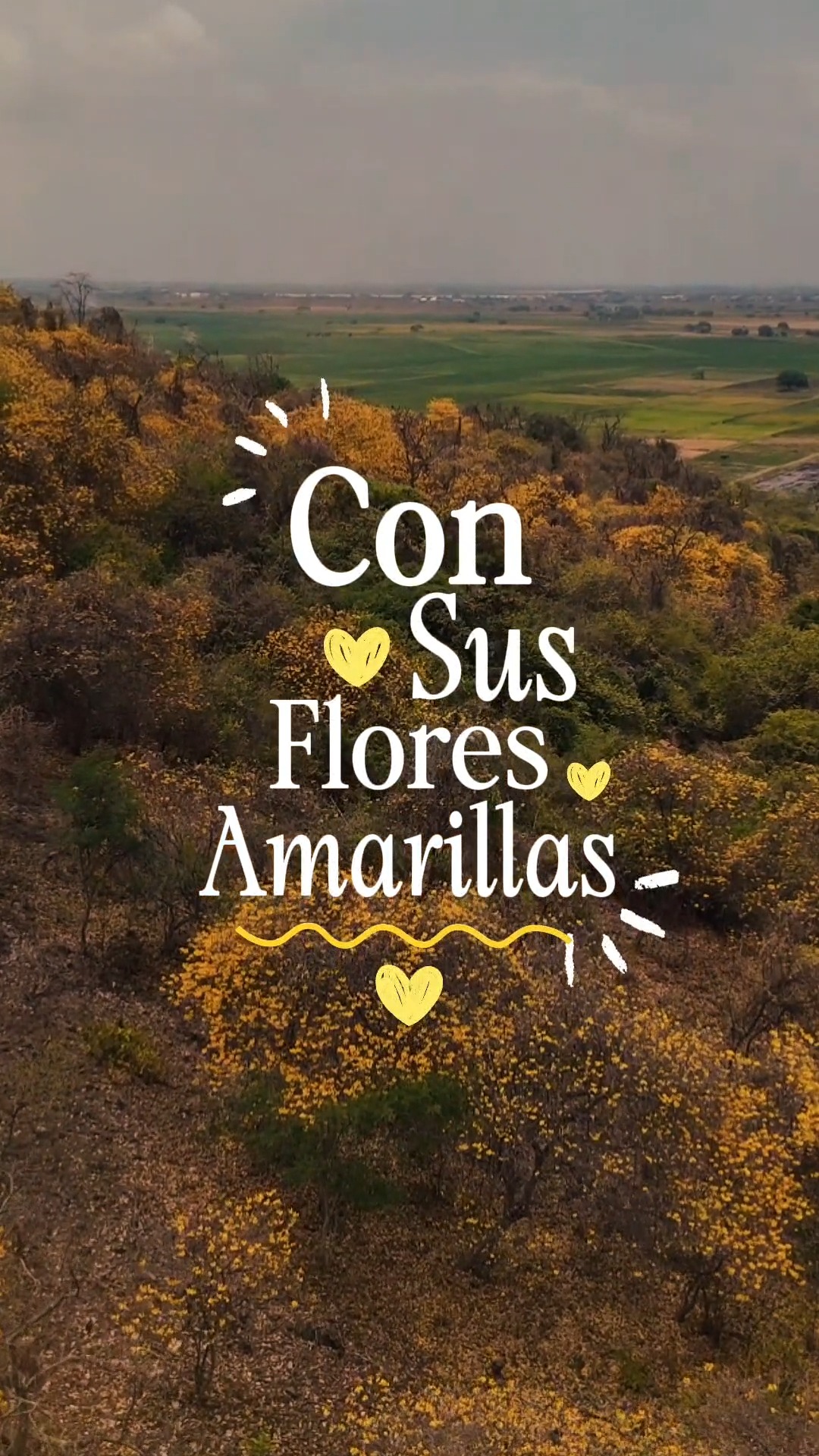 Samborondón se viste de amarillo: el florecimiento de los guayacanes celebra el Día de la Amistad