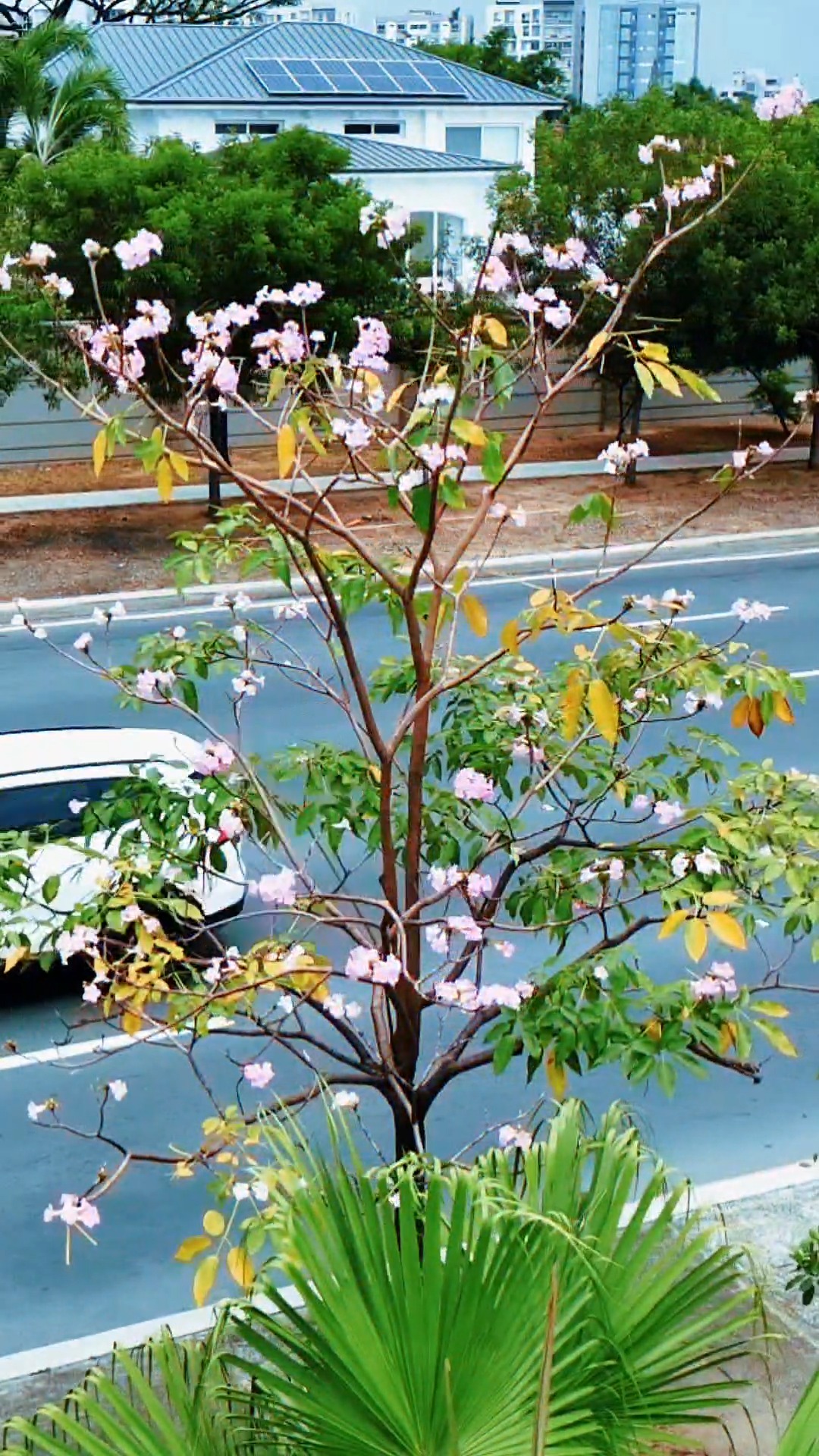 Samborondón celebra el florecimiento de sus árboles y avanza hacia una ciudad sostenible