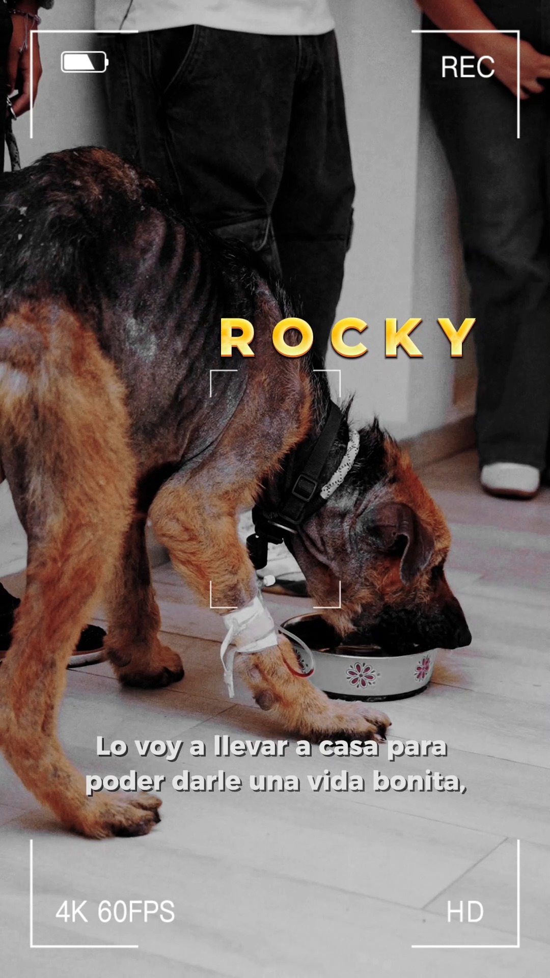 Rocky renace en Samborondón: historia de rescate y adopción responsable